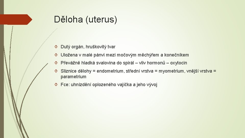 Děloha (uterus) Dutý orgán, hruškovitý tvar Uložena v malé pánvi mezi močovým měchýřem a