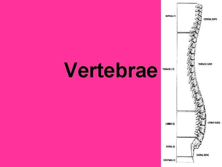 Vertebrae 