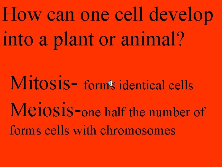 How can one cell develop into a plant or animal? Mitosis- forms identical cells How can one cell develop into a plant or animal? Mitosis- forms identical cells