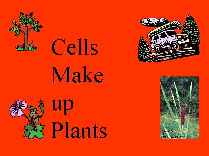 Cells Make up Plants Cells Make up Plants