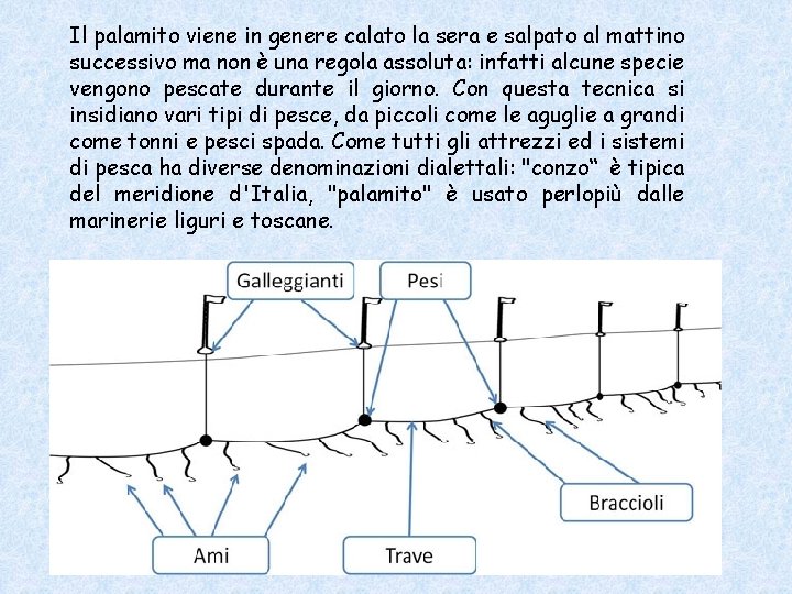 Il palamito viene in genere calato la sera e salpato al mattino successivo ma Il palamito viene in genere calato la sera e salpato al mattino successivo ma