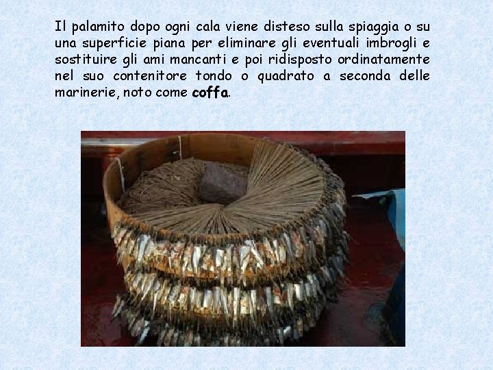 Il palamito dopo ogni cala viene disteso sulla spiaggia o su una superficie piana Il palamito dopo ogni cala viene disteso sulla spiaggia o su una superficie piana