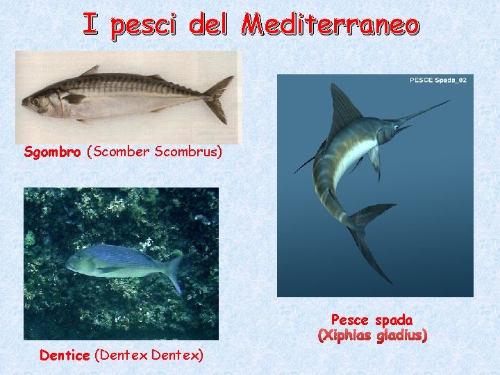 I pesci del Mediterraneo Sgombro (Scomber Scombrus) Pesce spada Dentice (Dentex) I pesci del Mediterraneo Sgombro (Scomber Scombrus) Pesce spada Dentice (Dentex)