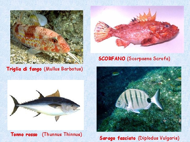 SCORFANO (Scorpaena Scrofa) Triglia di fango (Mullus Barbatus) Tonno rosso (Thunnus Thinnus) Sarago fasciato SCORFANO (Scorpaena Scrofa) Triglia di fango (Mullus Barbatus) Tonno rosso (Thunnus Thinnus) Sarago fasciato