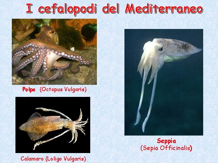 I cefalopodi del Mediterraneo Polpo (Octopus Vulgaris) Seppia (Sepia Officinalis) Calamaro (Loligo Vulgaris) I cefalopodi del Mediterraneo Polpo (Octopus Vulgaris) Seppia (Sepia Officinalis) Calamaro (Loligo Vulgaris)