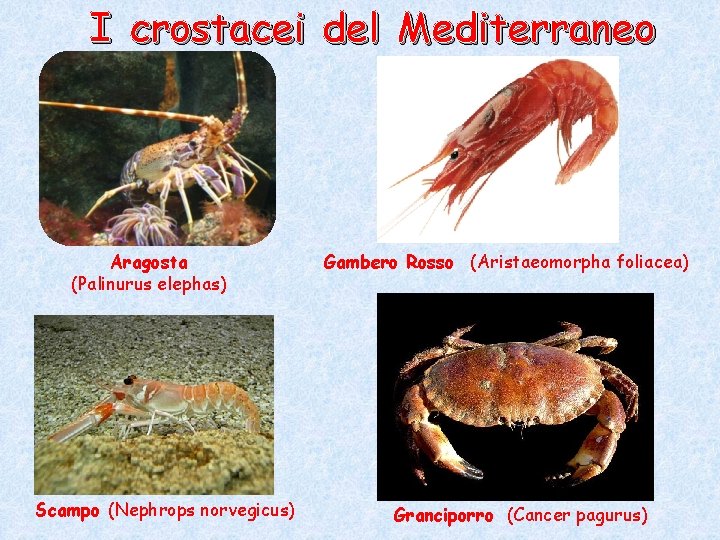 I crostacei del Mediterraneo Aragosta (Palinurus elephas) Scampo (Nephrops norvegicus) Gambero Rosso (Aristaeomorpha foliacea) I crostacei del Mediterraneo Aragosta (Palinurus elephas) Scampo (Nephrops norvegicus) Gambero Rosso (Aristaeomorpha foliacea)