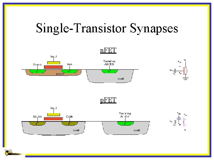 Single-Transistor Synapses n. FET p. FET 