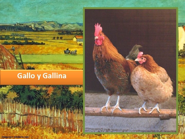 Gallo y Gallina Imagen en wikipedia. com 