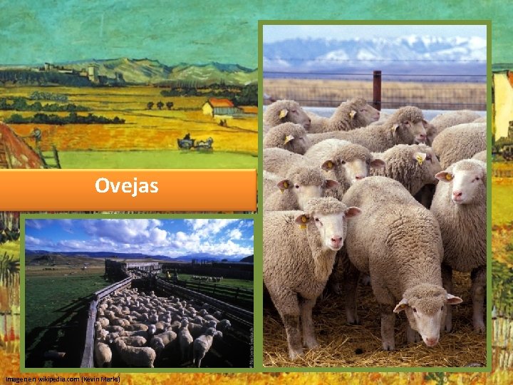 Ovejas Imagen en wikipedia. com (Kevin Marks) 