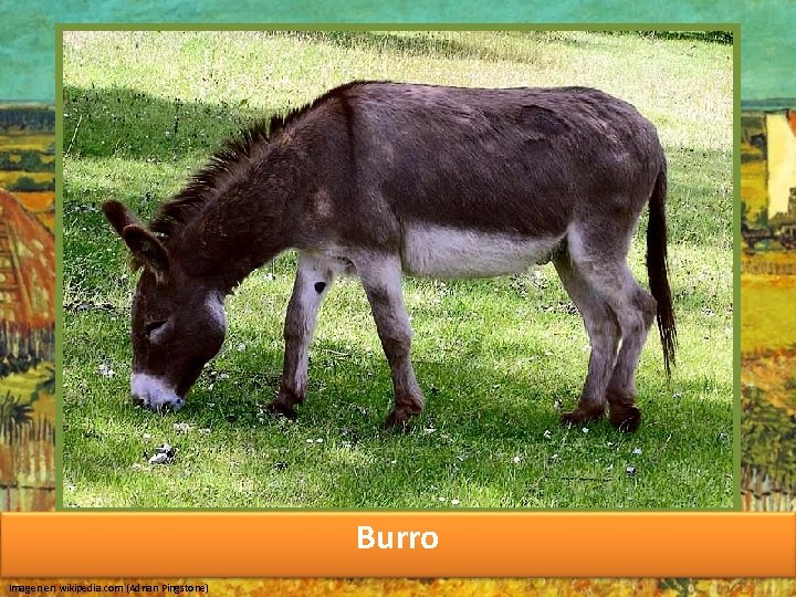 Burro Imagen en wikipedia. com (Adrian Pingstone) 