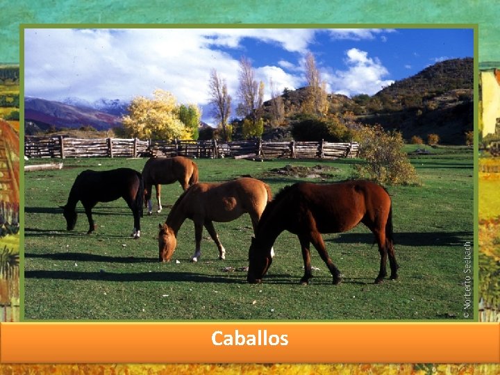 Caballos 