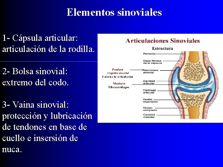 Elementos sinoviales 1 - Cápsula articular: articulación de la rodilla. 2 - Bolsa sinovial: