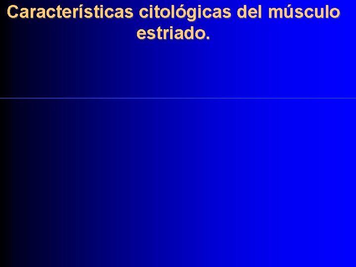 Características citológicas del músculo estriado. 
