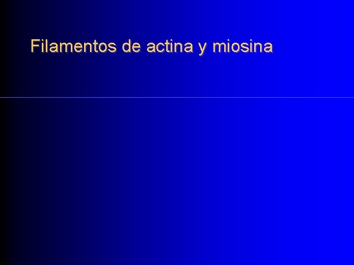 Filamentos de actina y miosina 