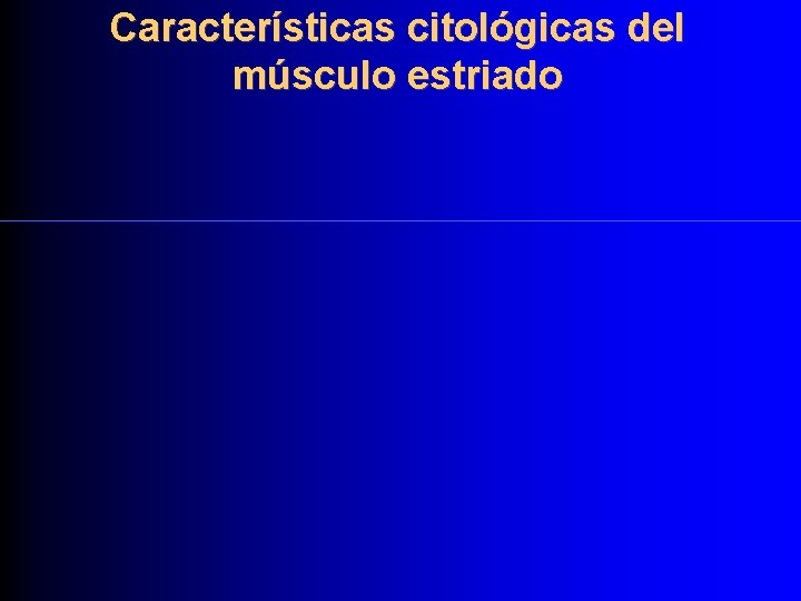 Características citológicas del músculo estriado 