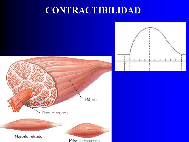 CONTRACTIBILIDAD 
