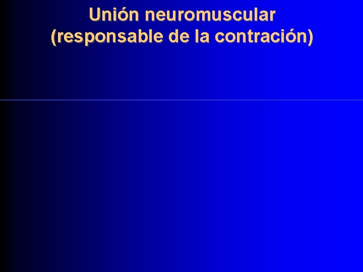 Unión neuromuscular (responsable de la contración) 