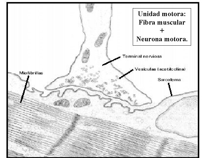 Unidad motora: Fibra muscular + Neurona motora. 