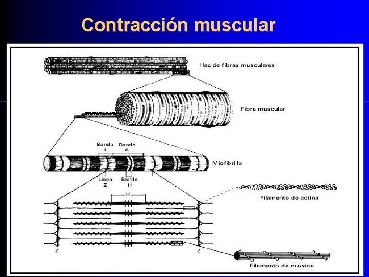 Contracción muscular 
