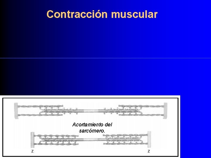 Contracción muscular Acortamiento del sarcómero. 