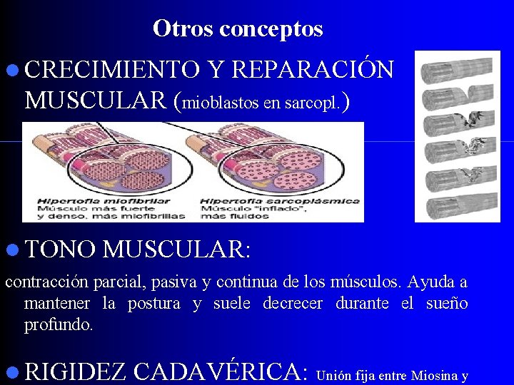 Otros conceptos CRECIMIENTO Y REPARACIÓN MUSCULAR (mioblastos en sarcopl. ) TONO MUSCULAR: contracción parcial,