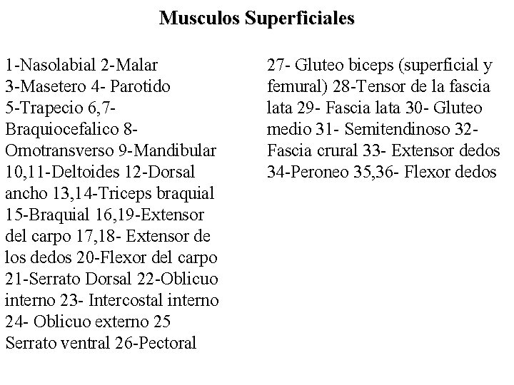 Musculos Superficiales 1 -Nasolabial 2 -Malar 3 -Masetero 4 - Parotido 5 -Trapecio 6,