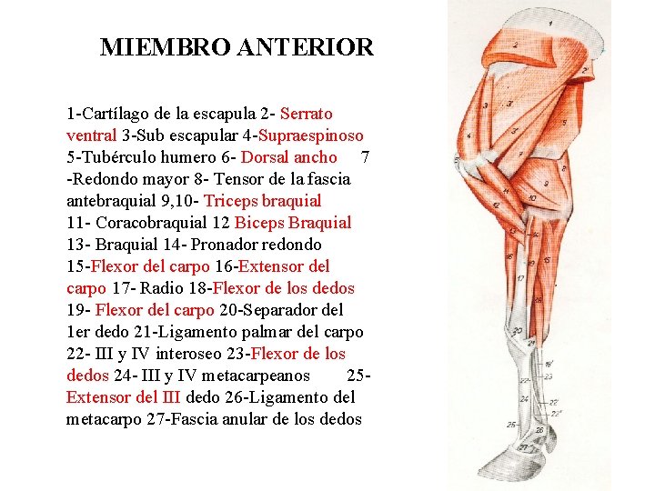 MIEMBRO ANTERIOR 1 -Cartílago de la escapula 2 - Serrato ventral 3 -Sub escapular