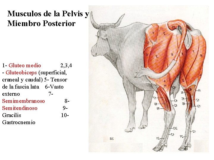 Musculos de la Pelvis y Miembro Posterior 1 - Gluteo medio 2, 3, 4