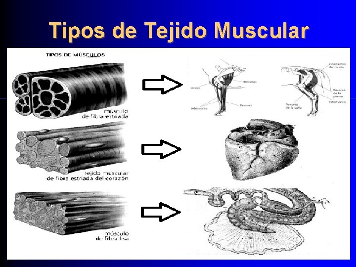 Tipos de Tejido Muscular 