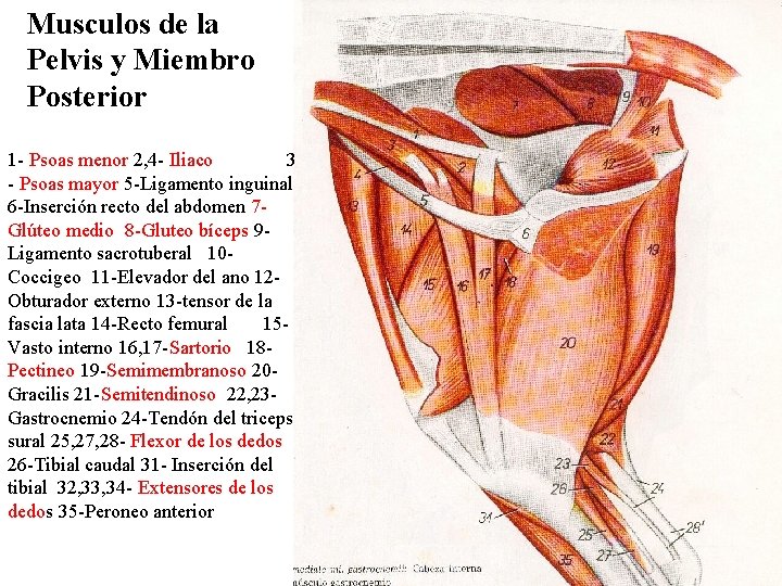 Musculos de la Pelvis y Miembro Posterior. Musculo s 1 - Psoas menor 2,