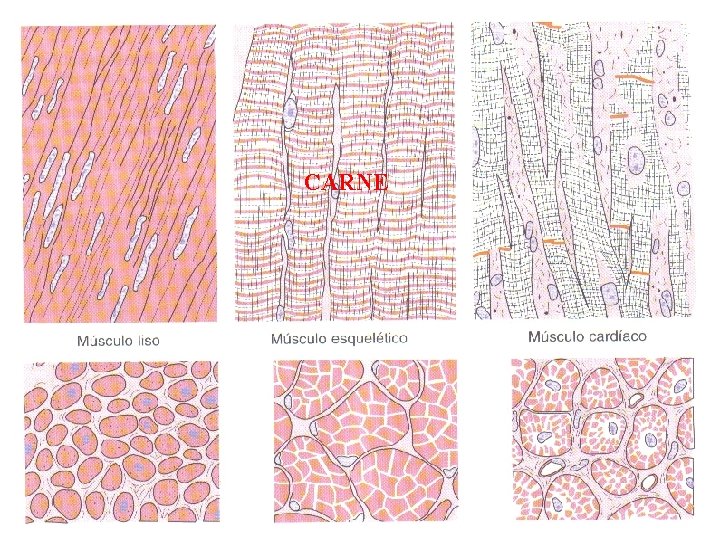 CARNE 