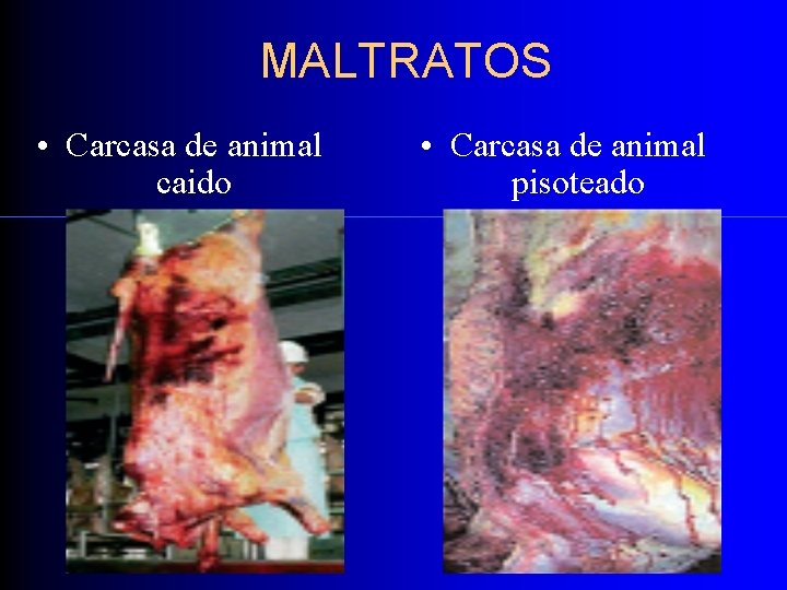 MALTRATOS • Carcasa de animal caido • Carcasa de animal pisoteado 