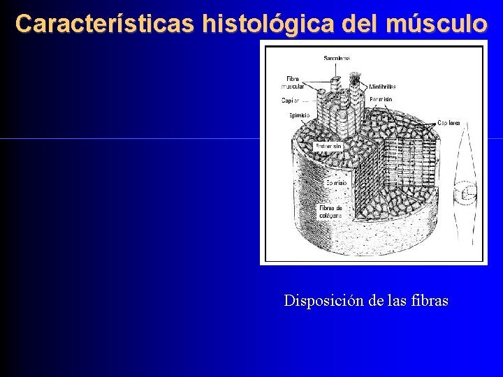 Características histológica del músculo Disposición de las fibras 