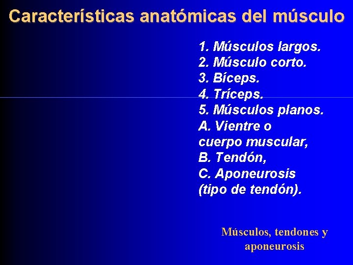 Características anatómicas del músculo 1. Músculos largos. 2. Músculo corto. 3. Bíceps. 4. Tríceps.