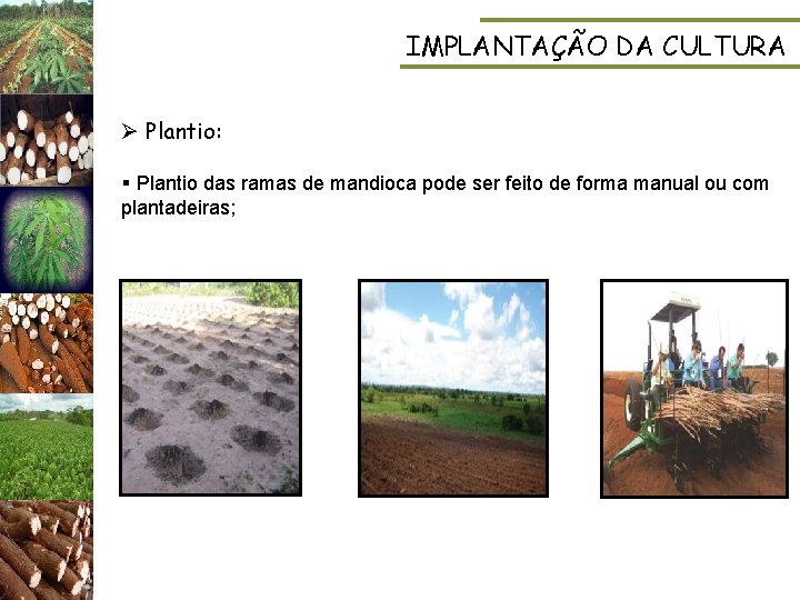 IMPLANTAÇÃO DA CULTURA Ø Plantio: § Plantio das ramas de mandioca pode ser feito