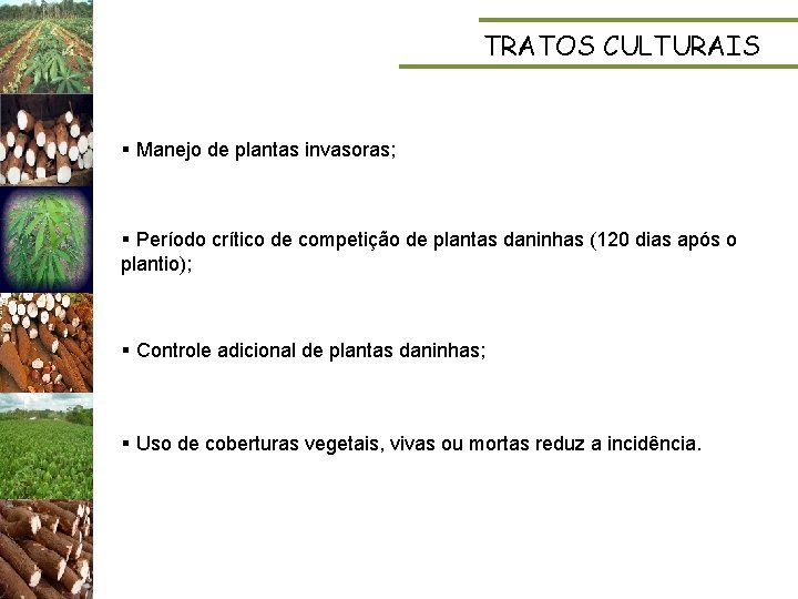 TRATOS CULTURAIS § Manejo de plantas invasoras; § Período crítico de competição de plantas