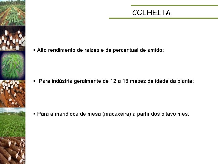 COLHEITA § Alto rendimento de raízes e de percentual de amido; § Para indústria