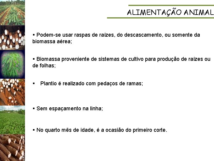 ALIMENTAÇÃO ANIMAL § Podem-se usar raspas de raízes, do descascamento, ou somente da biomassa