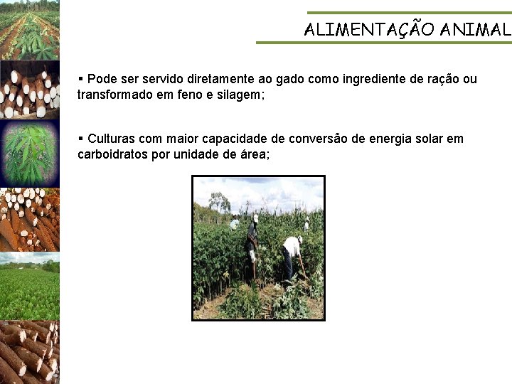 ALIMENTAÇÃO ANIMAL § Pode servido diretamente ao gado como ingrediente de ração ou transformado