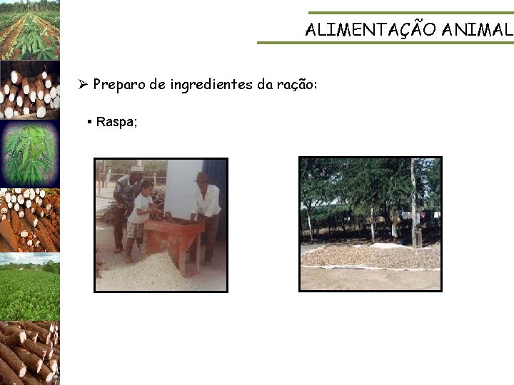 ALIMENTAÇÃO ANIMAL Ø Preparo de ingredientes da ração: § Raspa; 