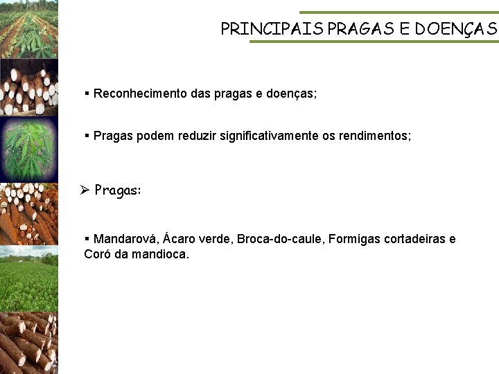 PRINCIPAIS PRAGAS E DOENÇAS § Reconhecimento das pragas e doenças; § Pragas podem reduzir