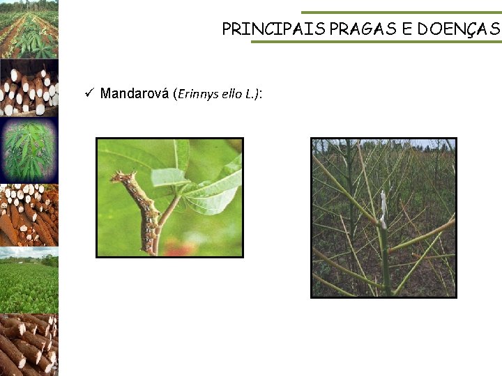 PRINCIPAIS PRAGAS E DOENÇAS ü Mandarová (Erinnys ello L. ): 