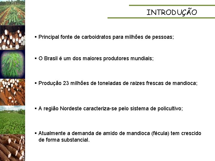 INTRODUÇÃO § Principal fonte de carboidratos para milhões de pessoas; § O Brasil é