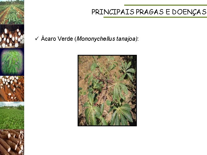 PRINCIPAIS PRAGAS E DOENÇAS ü Ácaro Verde (Mononychellus tanajoa): 