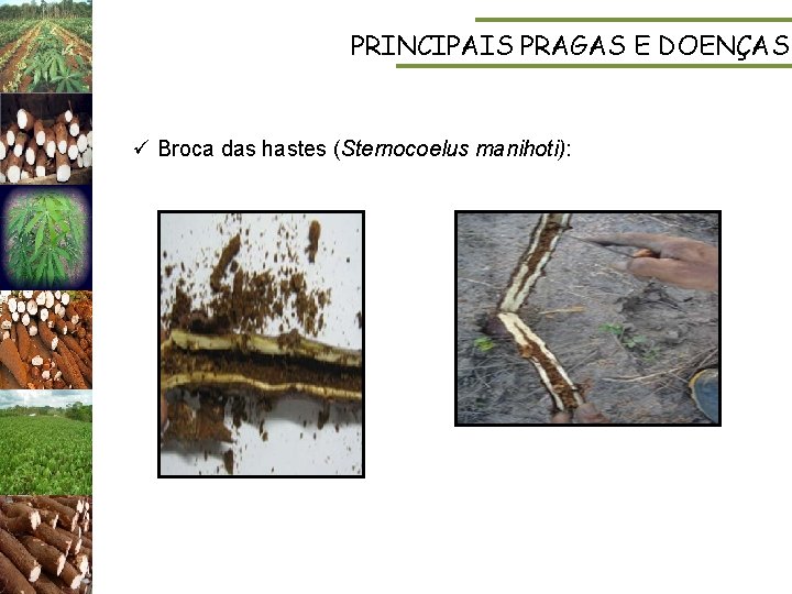 PRINCIPAIS PRAGAS E DOENÇAS ü Broca das hastes (Sternocoelus manihoti): 