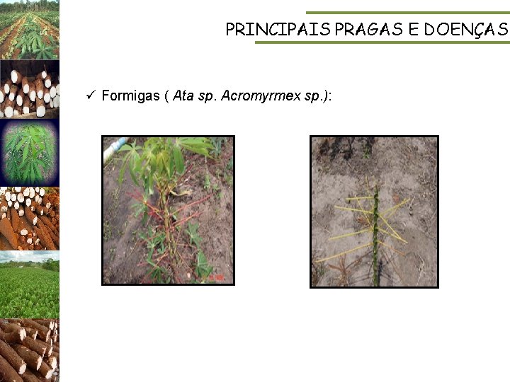 PRINCIPAIS PRAGAS E DOENÇAS ü Formigas ( Ata sp. Acromyrmex sp. ): 