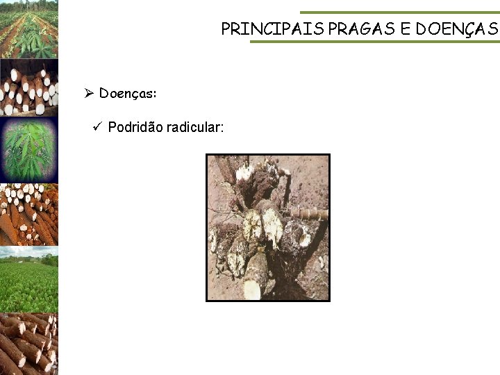 PRINCIPAIS PRAGAS E DOENÇAS Ø Doenças: ü Podridão radicular: 