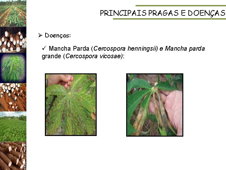 PRINCIPAIS PRAGAS E DOENÇAS Ø Doenças: ü Mancha Parda (Cercospora henningsii) e Mancha parda