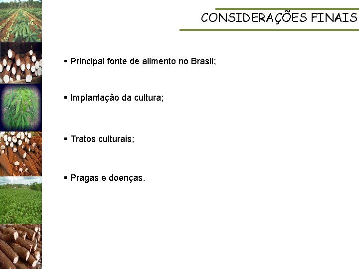 CONSIDERAÇÕES FINAIS § Principal fonte de alimento no Brasil; § Implantação da cultura; §