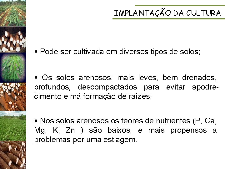 IMPLANTAÇÃO DA CULTURA § Pode ser cultivada em diversos tipos de solos; § Os